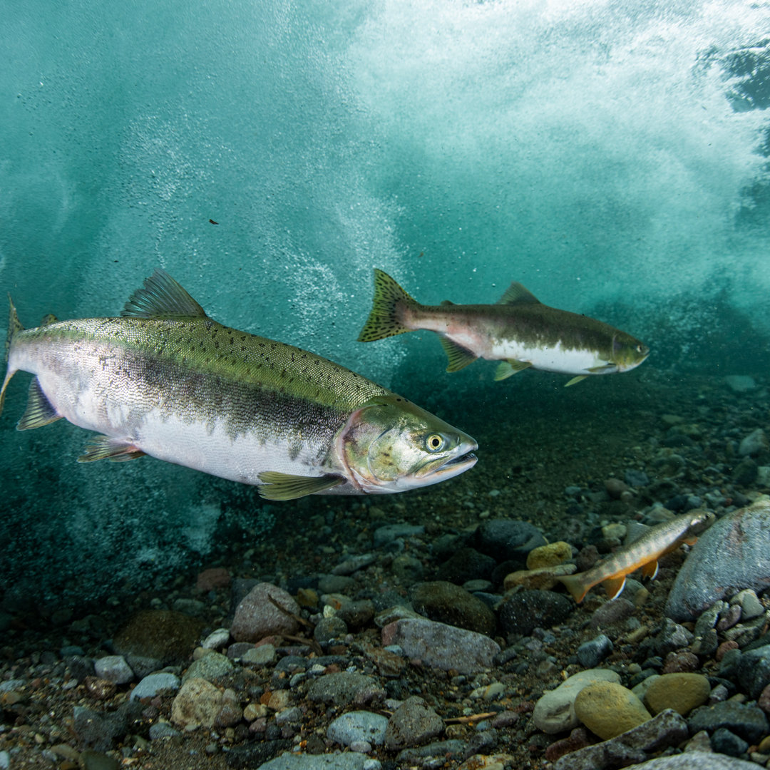 Which Fish are the Safest to Eat - The Renewal Point